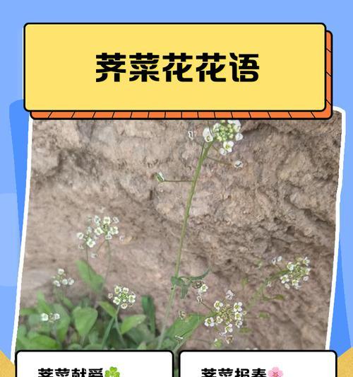 苔藓花语是什么？苔藓植物有何特别花语？