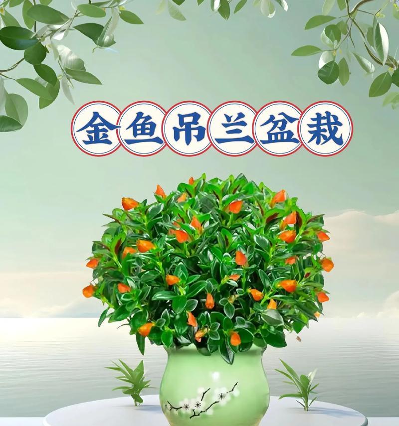 吊兰的花语寓意是什么？如何用吊兰表达情感？
