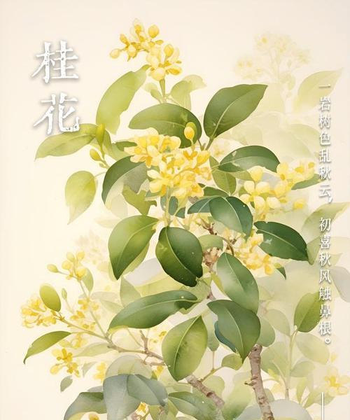 桂花的寓意和花语是什么？如何用桂花传递祝福？
