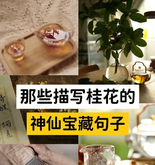 桂花的寓意和花语是什么？如何用桂花传递祝福？