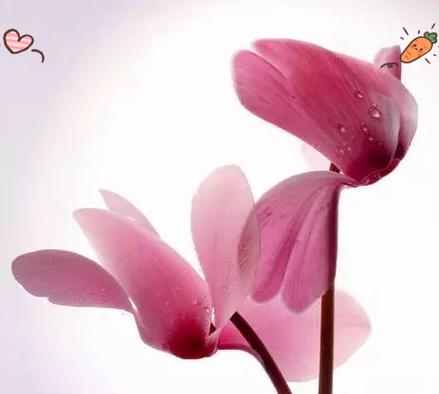 哪种花代表内向的性格？内向花语有哪些含义？