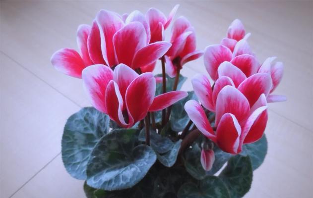 哪种花代表内向的性格？内向花语有哪些含义？