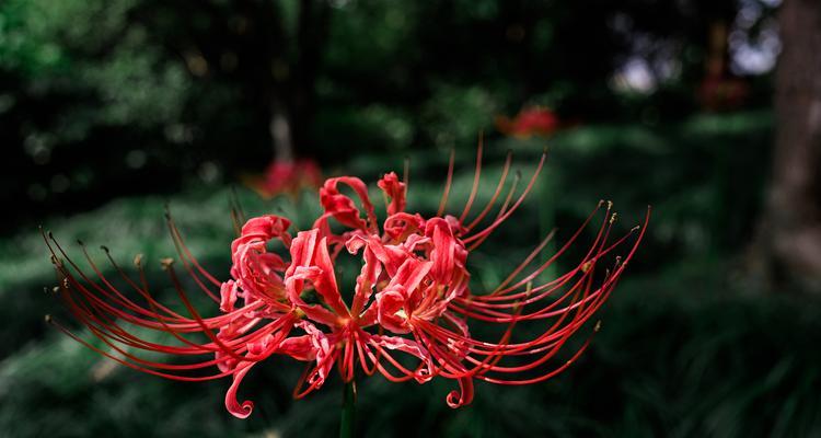 如意花语和寓意是什么？如意花在花语中代表什么？