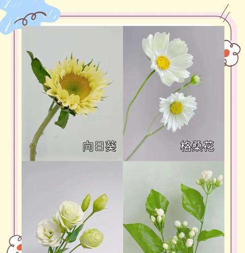 哪种花代表幸运？幸运花语有哪些特别之处？