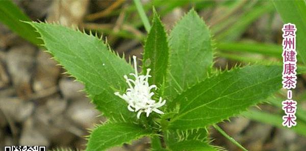 苍术的花语和寓意是什么？苍术花在花语中象征着什么？