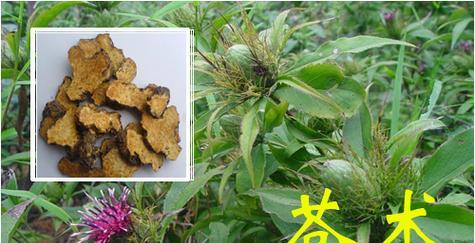 苍术的花语和寓意是什么？苍术花在花语中象征着什么？