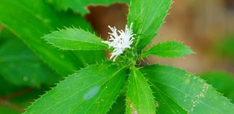 苍术的花语和寓意是什么？苍术花在花语中象征着什么？