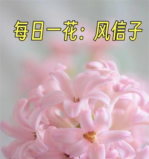 植物在花语中通常代表什么？如何通过植物传递情感？