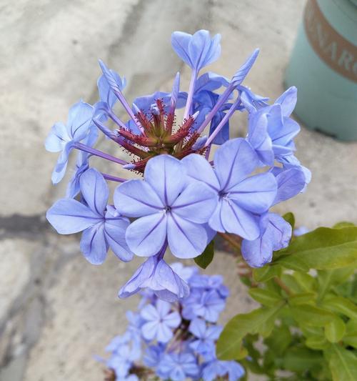 蓝雪花的唯美花语是什么？蓝雪花如何表达爱意？