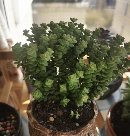 小米星植物的花语是什么？小米星在花语中象征着什么？