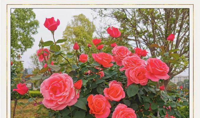 初恋的花语含义是什么？初恋花语有哪些特别之处？