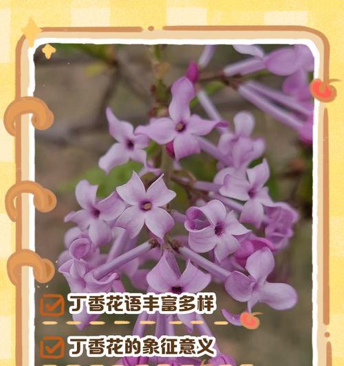 初恋的花语含义是什么？初恋花语有哪些特别之处？
