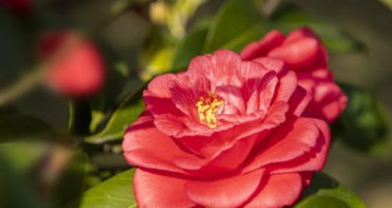 红色花信子的花语是什么？红色花信子如何表达情感？