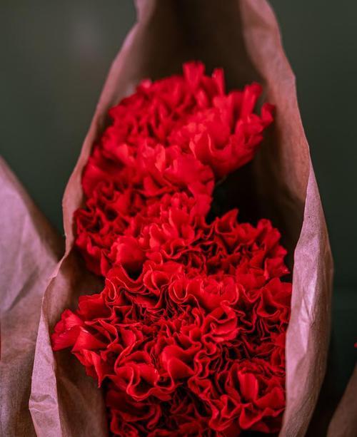 红色花信子的花语是什么？红色花信子如何表达情感？