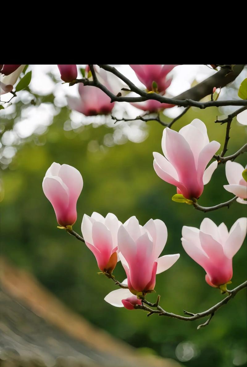 春雨盆景的花语是什么？春雨盆景在花语中象征着什么？
