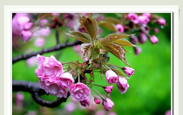 春雨盆景的花语是什么？春雨盆景在花语中象征着什么？