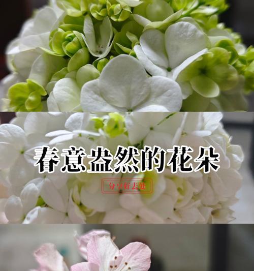 春雨盆景的花语是什么？春雨盆景在花语中象征着什么？
