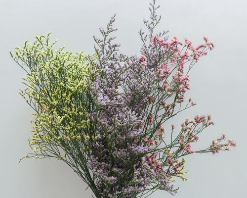 情人草花束的花语是什么？情人草如何表达爱意？