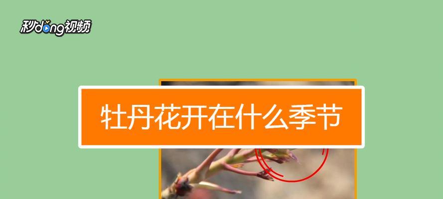 荷花牡丹的花语是什么？如何养护？