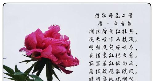 荷花牡丹的花语是什么？如何养护？