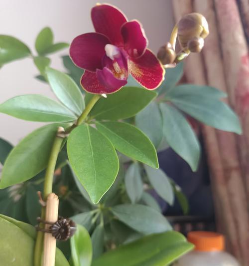 兰花有哪些不好的花语？如何避免？