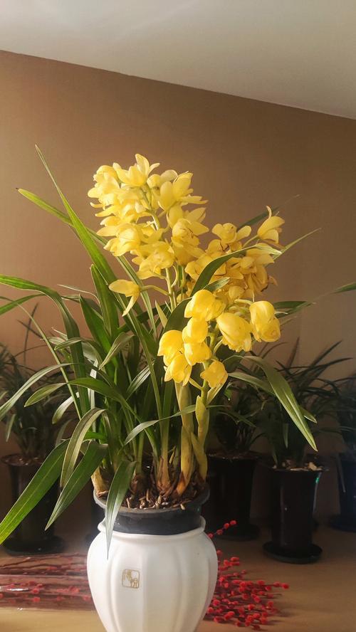 兰花有哪些不好的花语？如何避免？