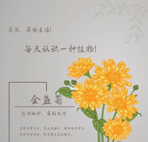 如何养护植物？每种植物的花语是什么？