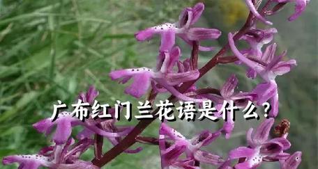 如何养护植物？每种植物的花语是什么？