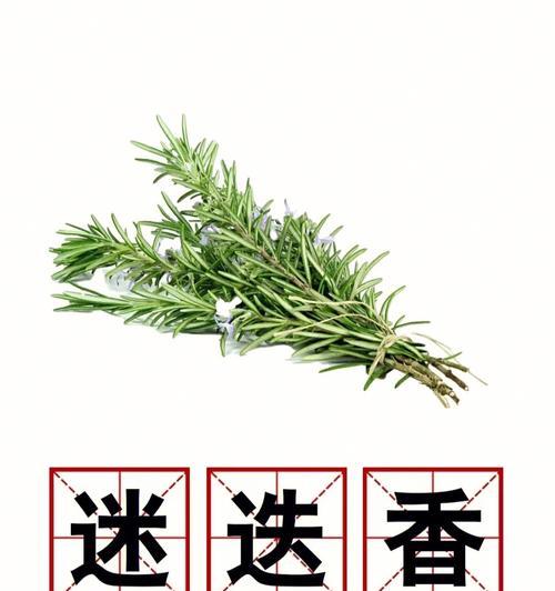 春花欧石楠的花语是什么？如何进行养护？