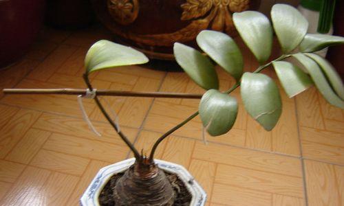 春花欧石楠的花语是什么？如何进行养护？