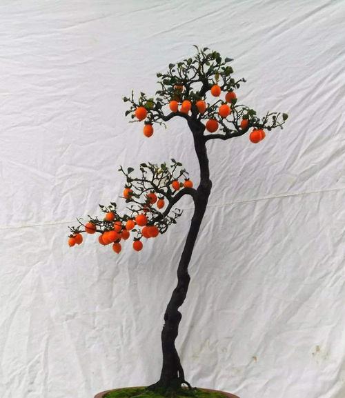 春花欧石楠的花语是什么？如何进行养护？