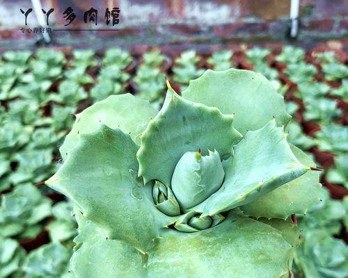 吹上龙舌兰的花语是什么？如何进行养护？