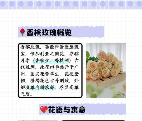 “不要分开”的花语是什么？如何表达？
