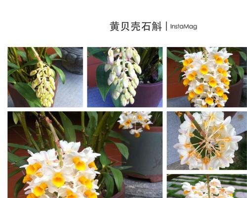 黄贝壳石斛的花语是什么？如何进行养护？