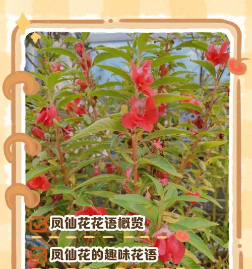 田间唯美花语有哪些？如何进行养护？