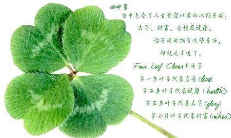 田间唯美花语有哪些？如何进行养护？