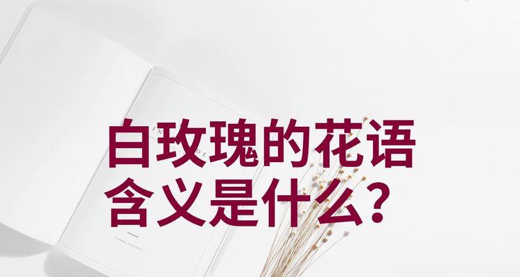 白色玫瑰的花语是什么？如何进行养护？