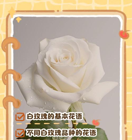 白色玫瑰的花语是什么？如何进行养护？