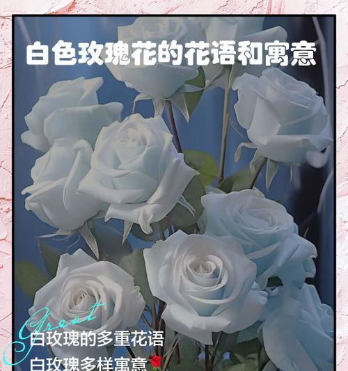 白色玫瑰的花语是什么？如何进行养护？