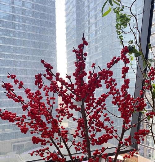 冬青的寓意及花语是什么？如何进行养护？
