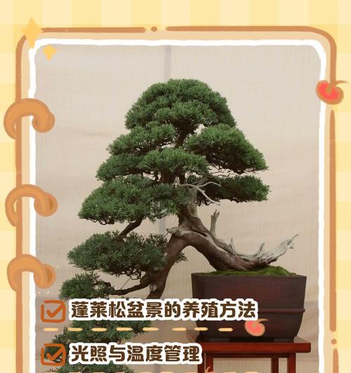 蓬莱松的花语寓言是什么？如何进行养护？