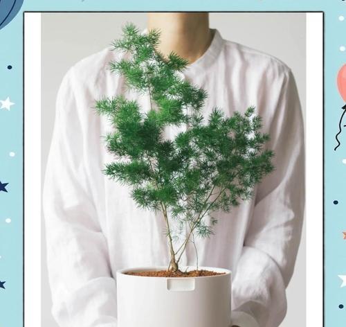 蓬莱松的花语寓言是什么？如何进行养护？