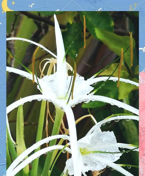 水鬼蕉的花语大全是什么？如何进行养护？