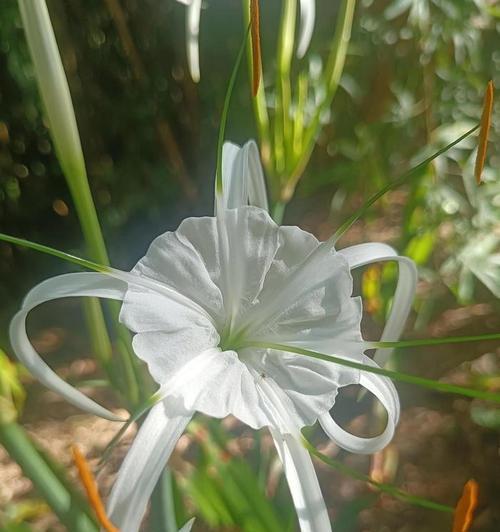 水鬼蕉的花语大全是什么？如何进行养护？