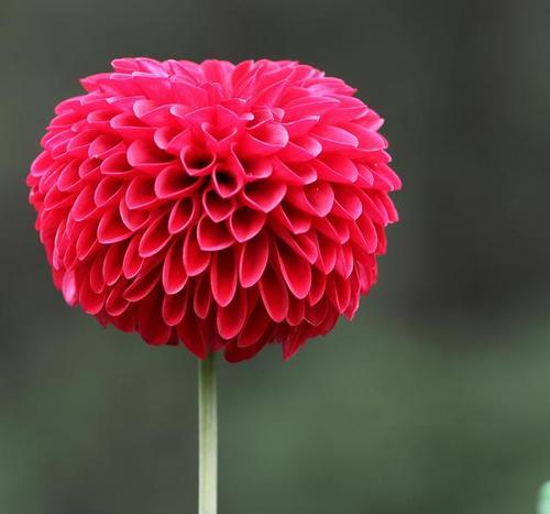 彩虹乒乓菊的花语是什么？如何进行养护？