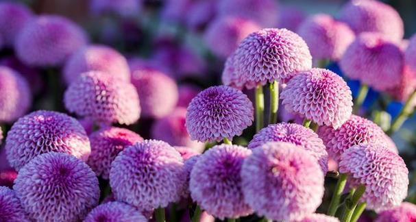 彩虹乒乓菊的花语是什么？如何进行养护？