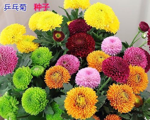 彩虹乒乓菊的花语是什么？如何进行养护？
