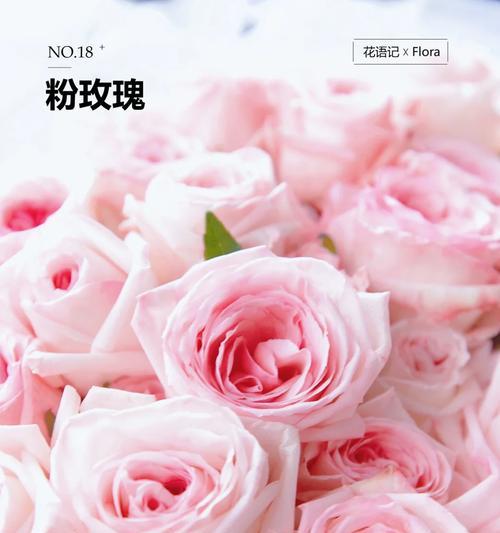 845玫瑰代表什么意思？845朵玫瑰花语有哪些含义？