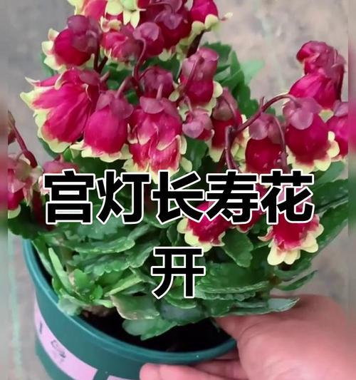 宫灯长寿花的花语是什么？如何表达宫灯长寿花的寓意？