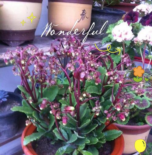 宫灯长寿花的花语是什么？如何表达宫灯长寿花的寓意？